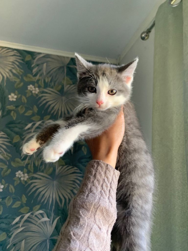 2 gorgeous kittens ready now!🩶🤍✨