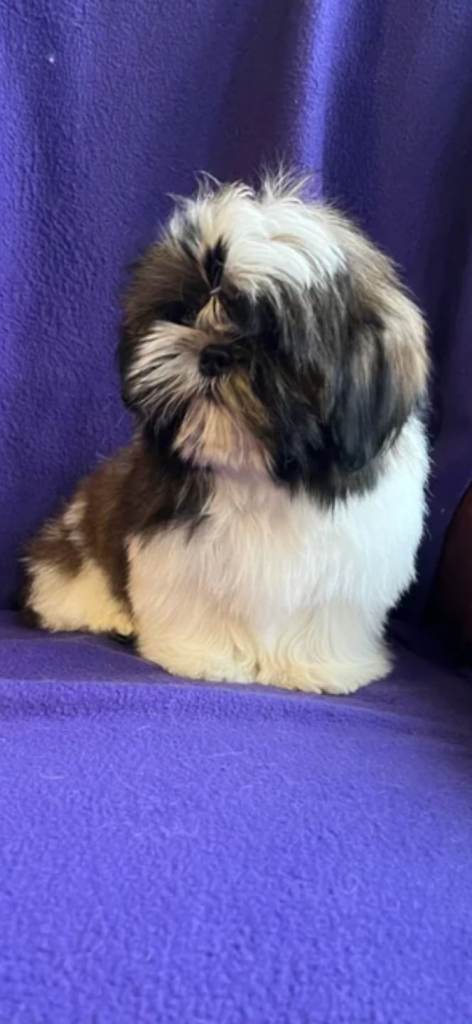 Shihtzu  pup female