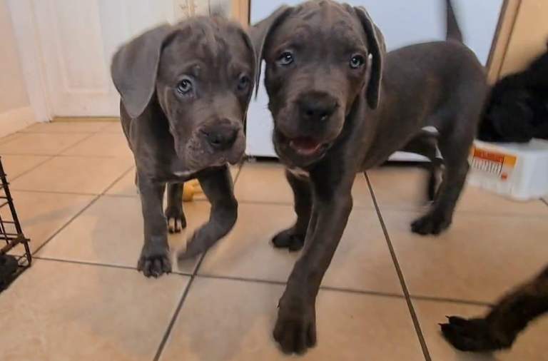 READY TO LEAVE! BIG, CHUNKY Cane Corso puppies! Outstanding bloodline. 