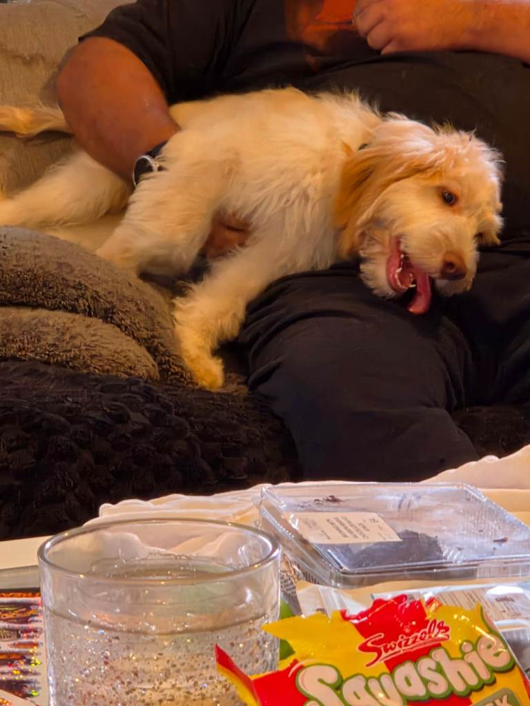 Cockapoo puppy