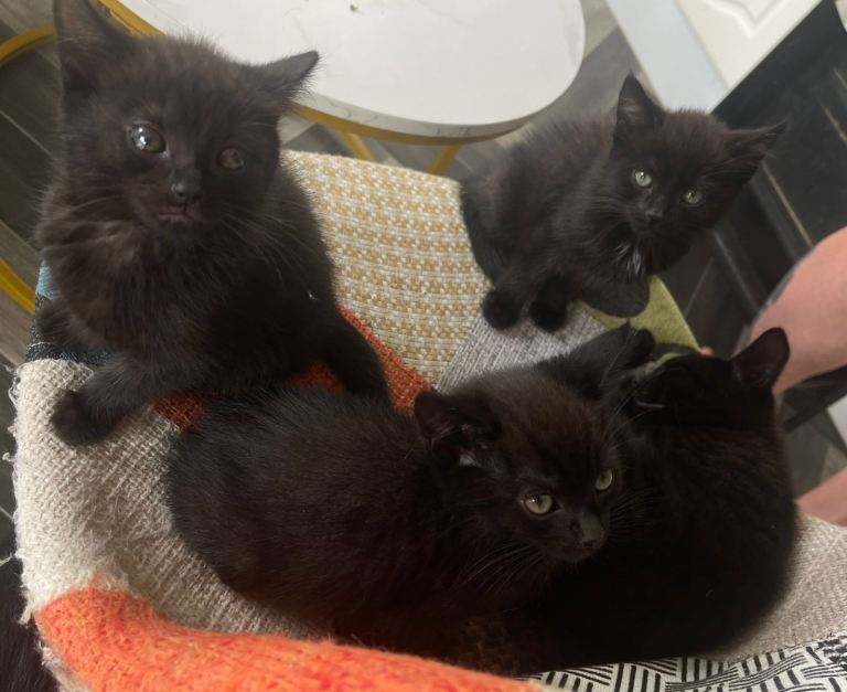 * 1males and 1 female left