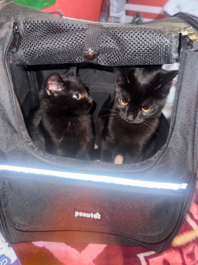 Selling 2 Cats ASAP!!