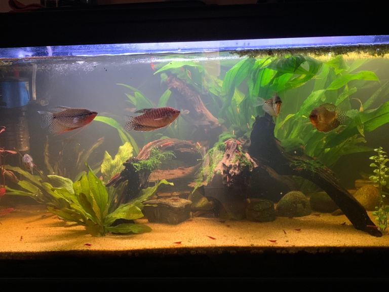 Fish for sale
