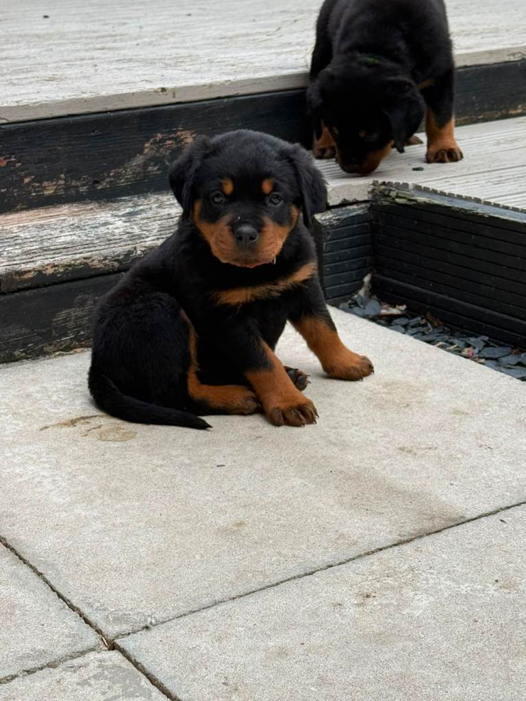 KC registered Rottweiler girl 