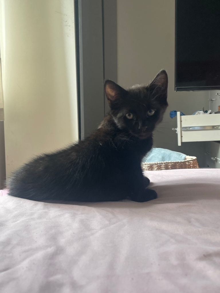 Ready now. 1 Kitten left 