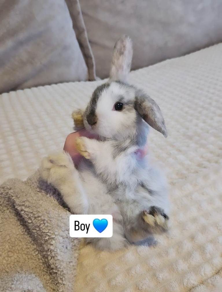 Baby bunnies