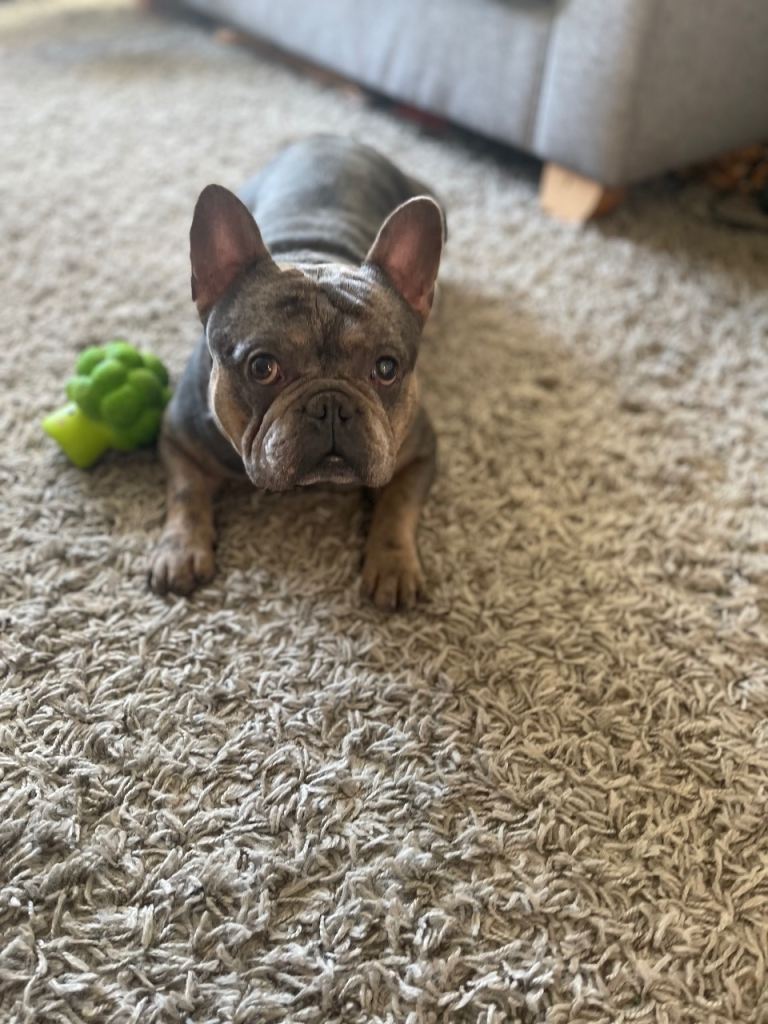 Hugo the frenchie