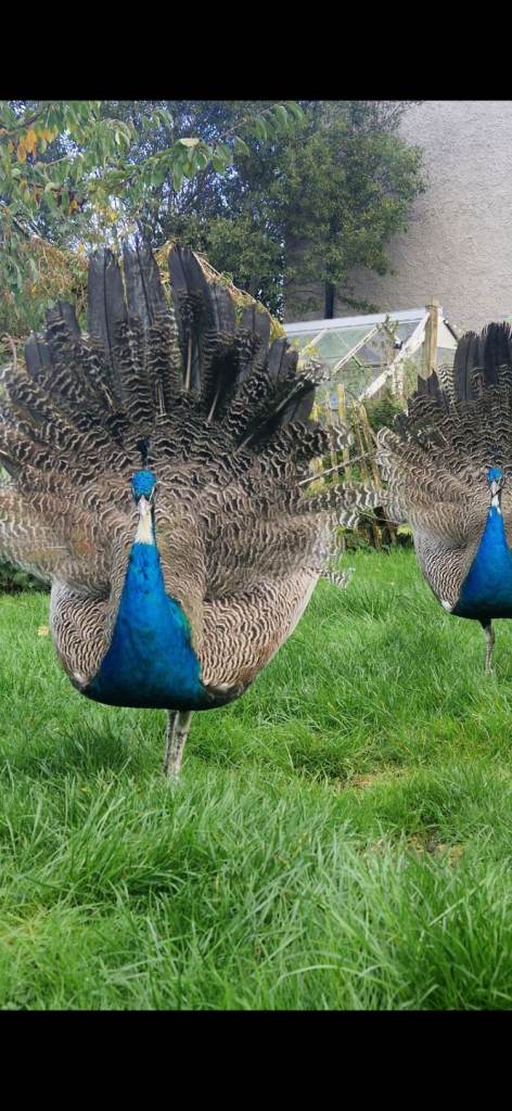 Two Peacocks For Sale