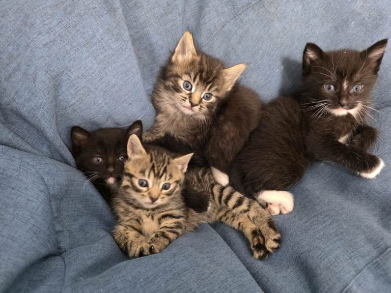 Kittens for sale