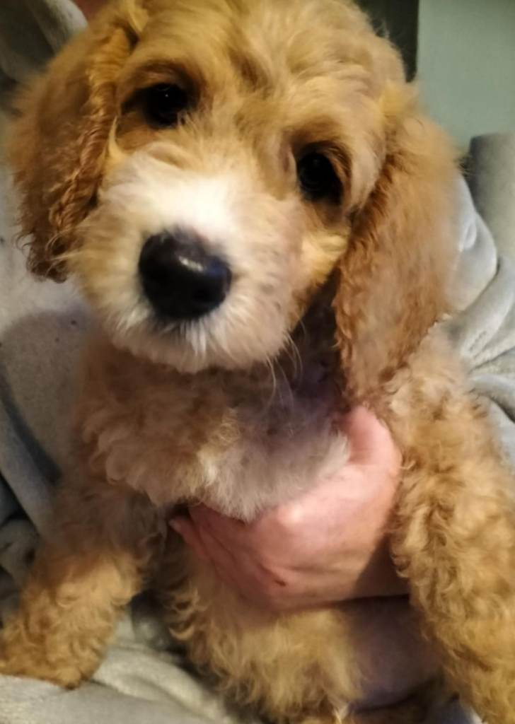 Raine 12 weeks old (Boy) looking for his forever home