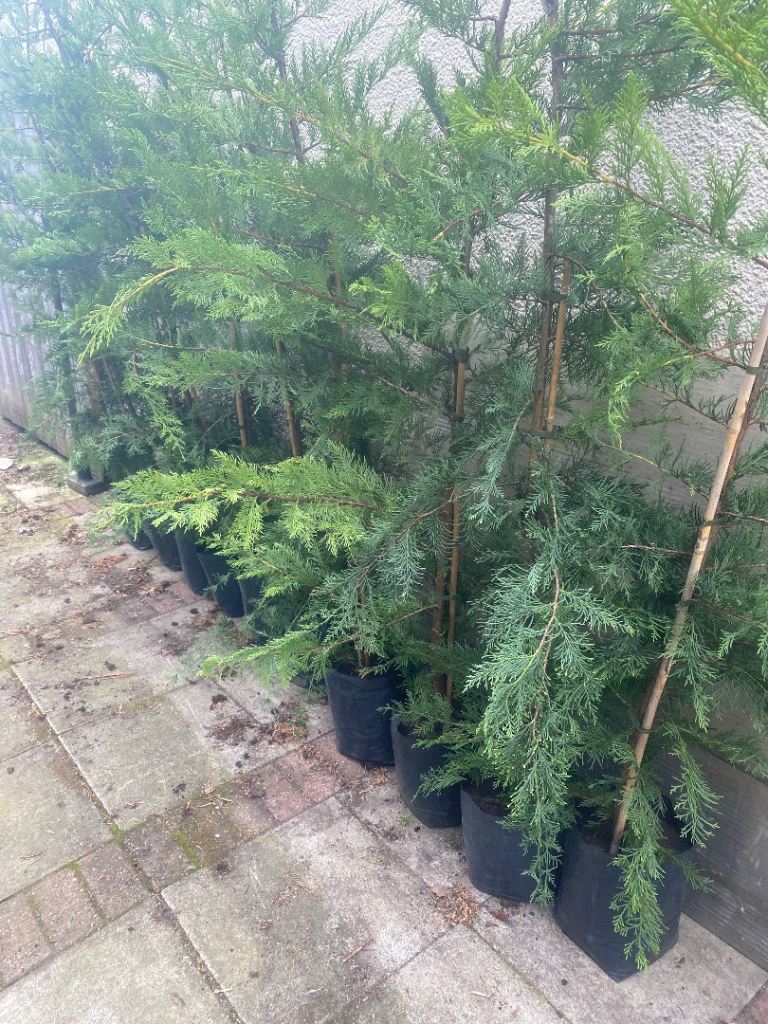Conifer trees 6ft tall
