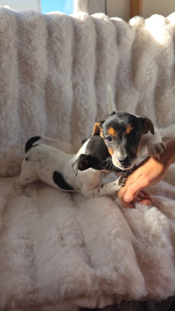 Jack Russell puppies