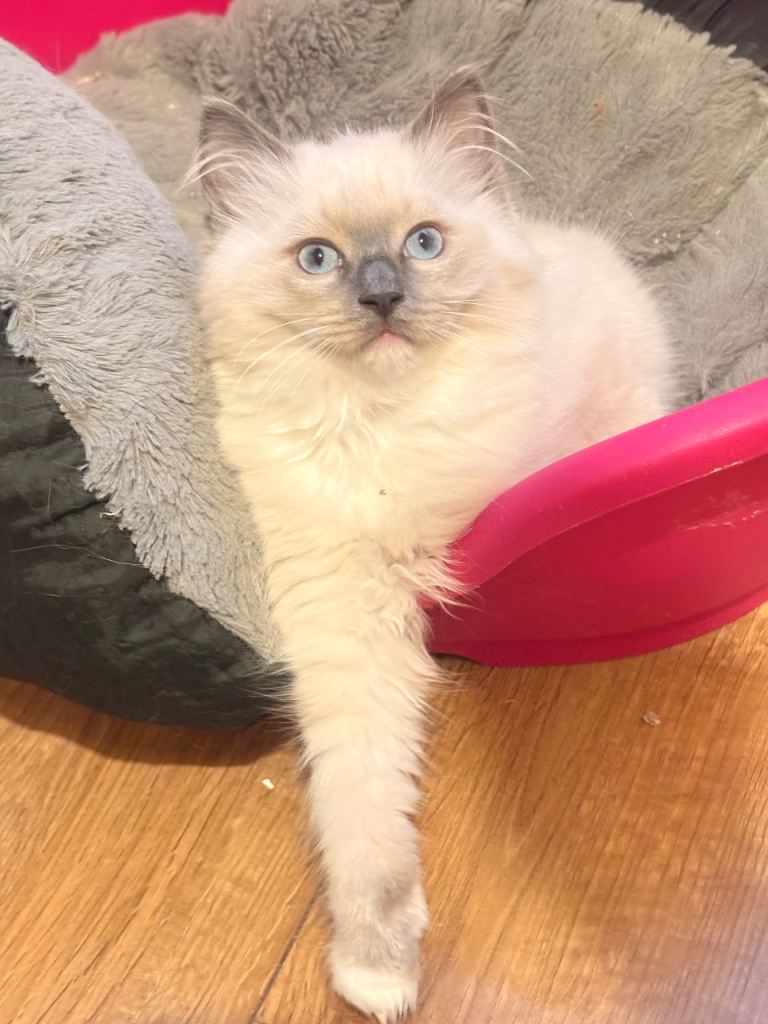Ragdoll kittens 
