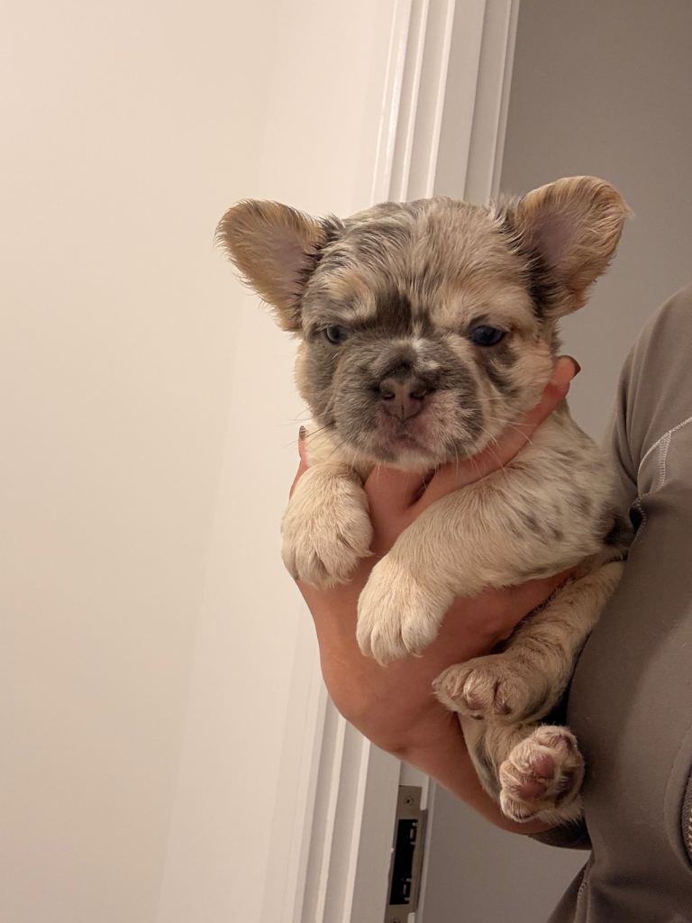 Fluffy Frenchbulldogs 