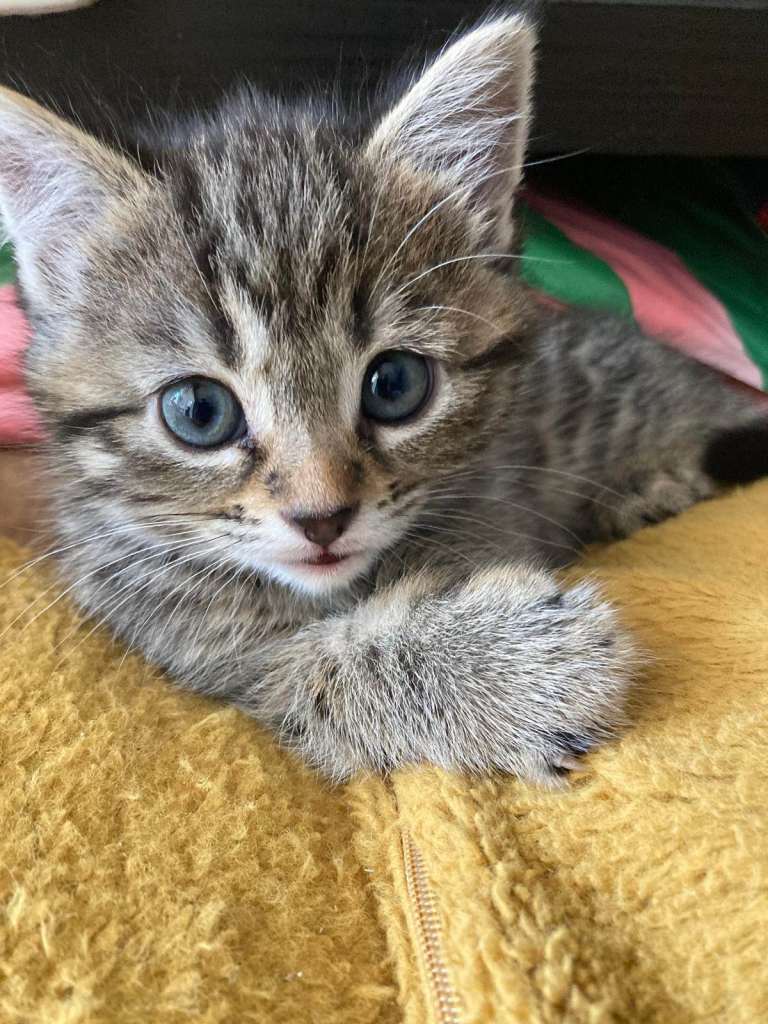 Playful and full of personality, mixed breed kittens ready to meet their forever families!