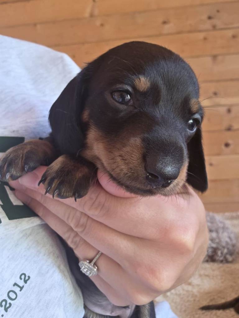 Miniature dachshund puppy black and tan 