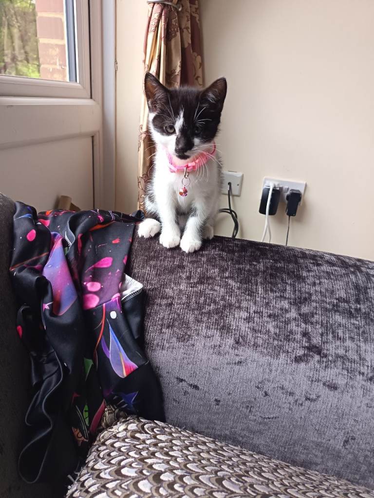 Kittens