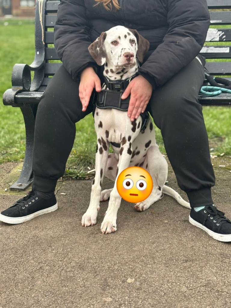 Dalmatian read the ad before asking me stupid questions 