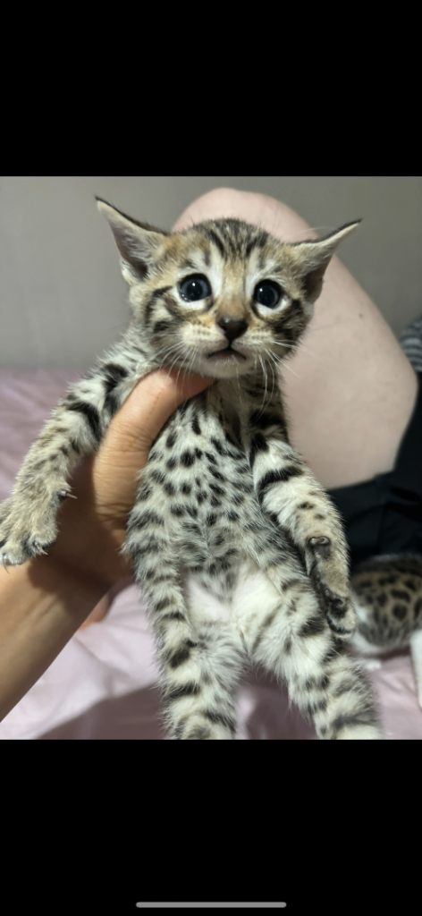 Beautiful half Bengal kitten 