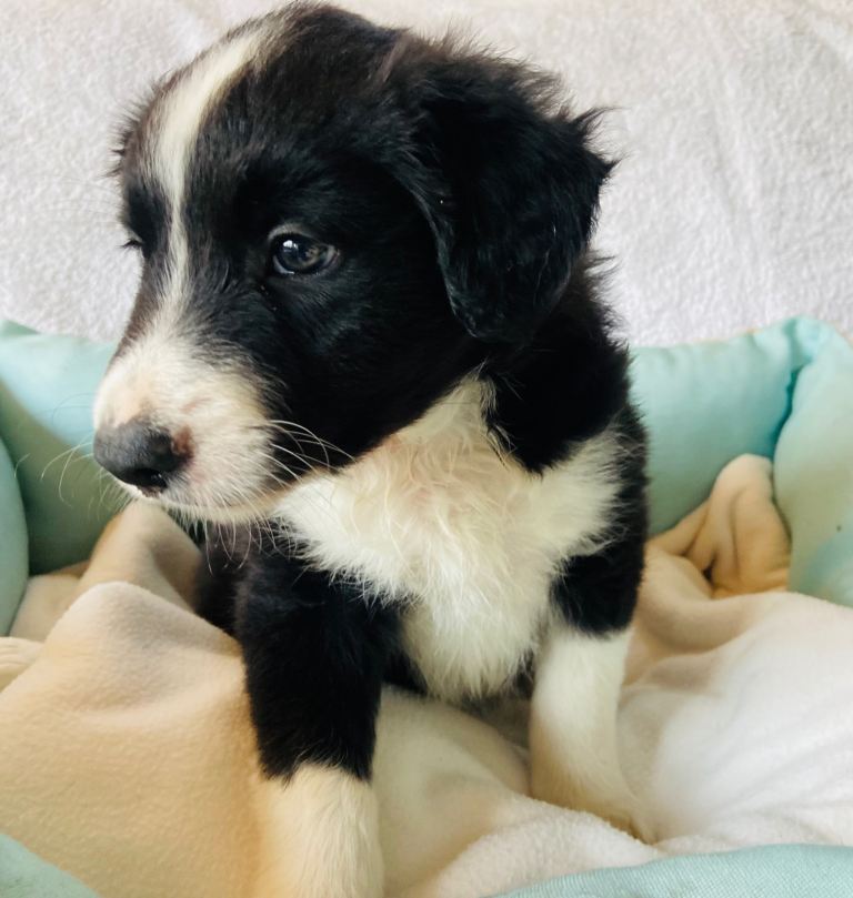 Border Collie puppies for sale  £795