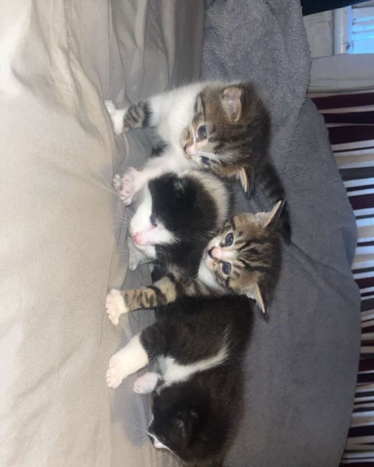 Beautiful, Friendly Kittens Ready for Loving Homes