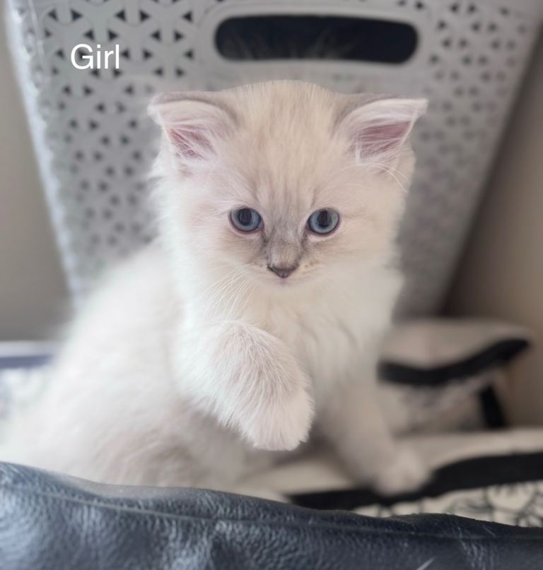 Clear Ragdoll 3 kittens 