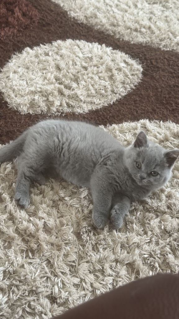 Grey British short hair for sale 