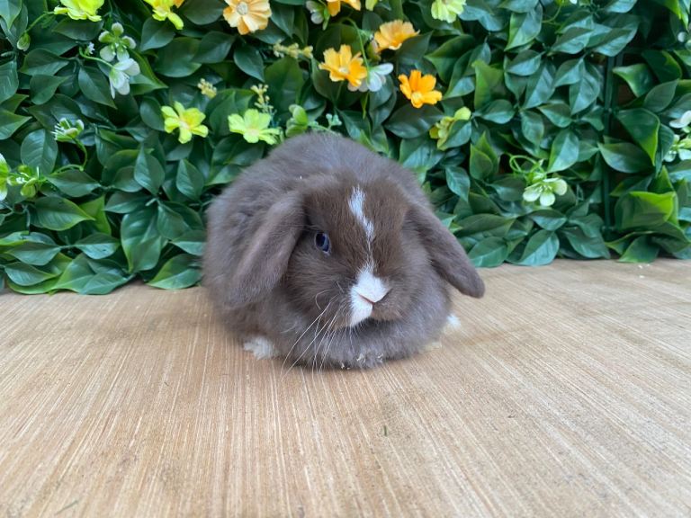 Mini lops ( Est since 2014 ) ready now 