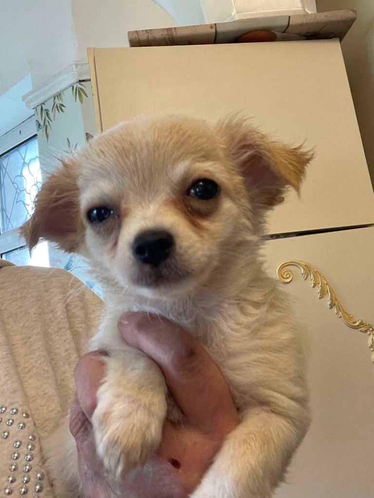 Chihuahua/maltese