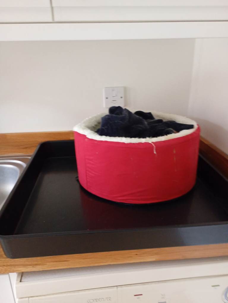 FREE cat bed
