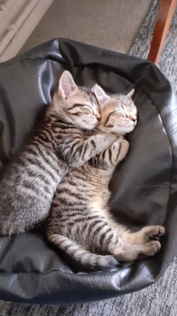 Male&Female Kitten 🤎