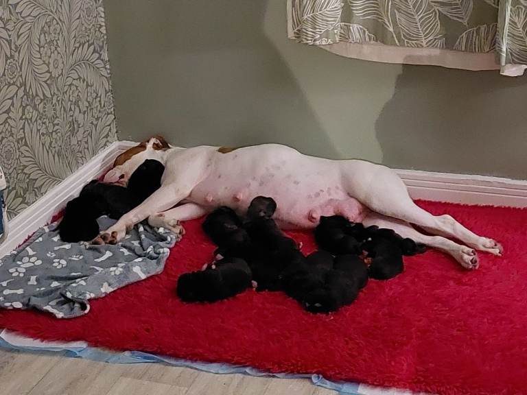 Cane Corso cross American bulldog puppy's 