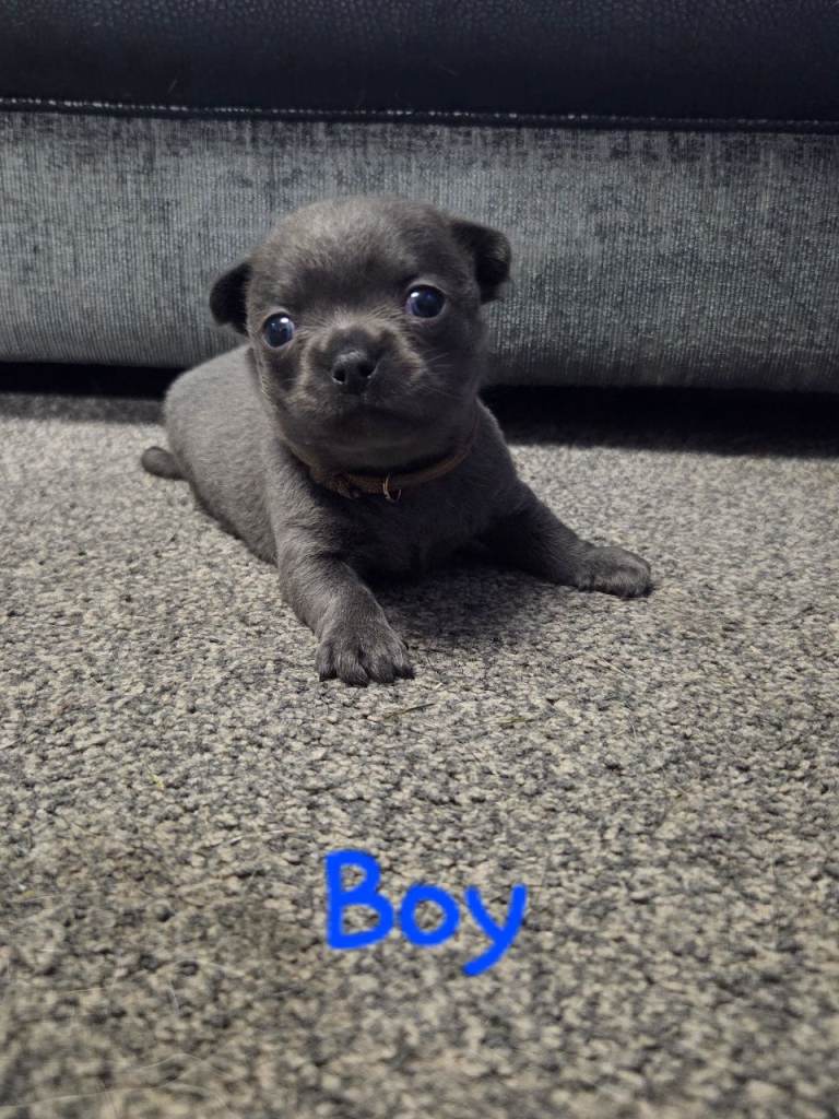 Pedigree Chihuahua Puppies 