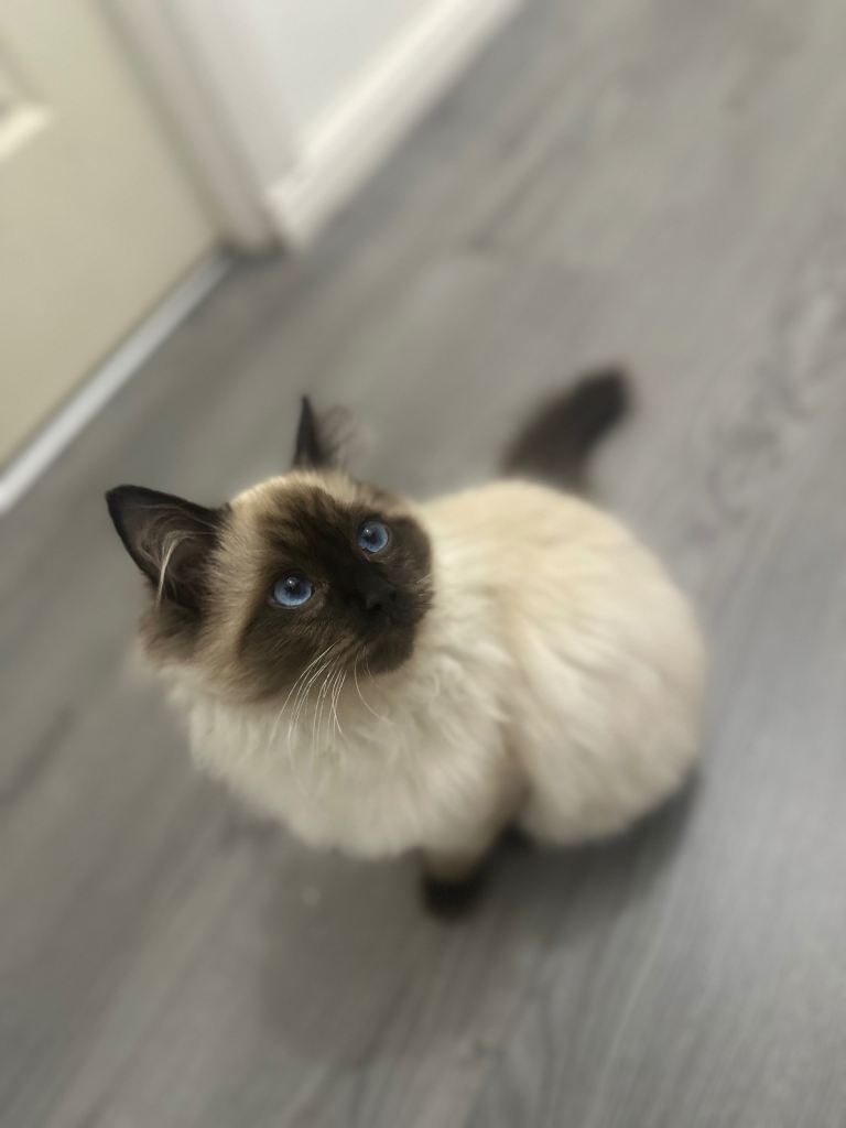 Ragdoll kitten
