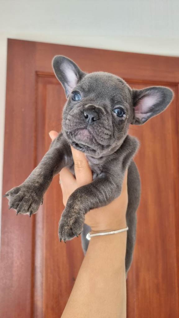 French Bulldog Puppies