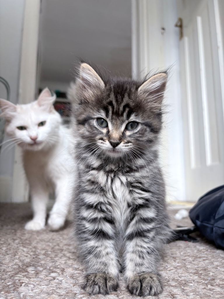 ONE tabby left!! 11weeks old💫