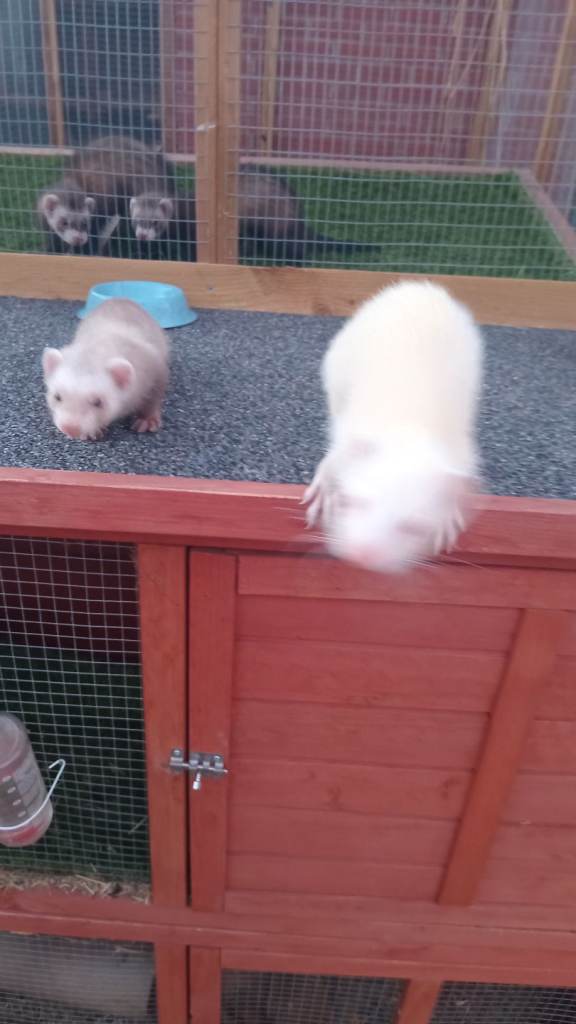 1 Baby Ferret Girl and Mum For Sale - Ready Now