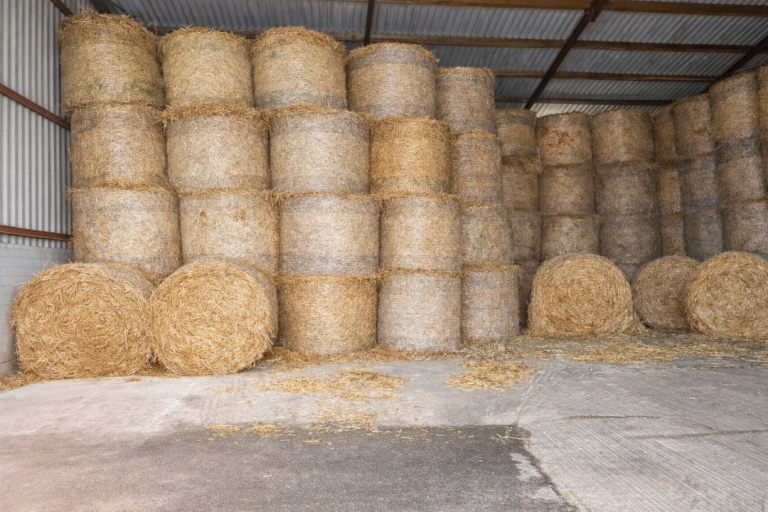 BARLEY, WHEAT & OATS STRAW FOR SALE