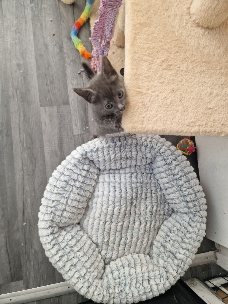Grey female kitten