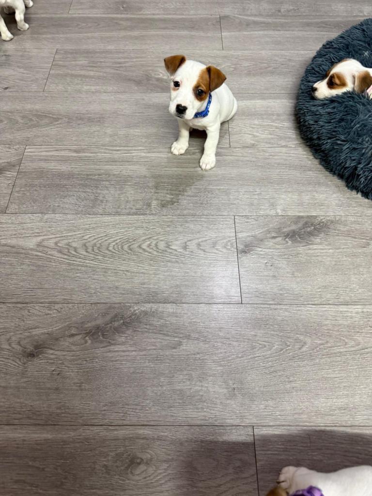 8 Week Old Jack Russel Puppies 