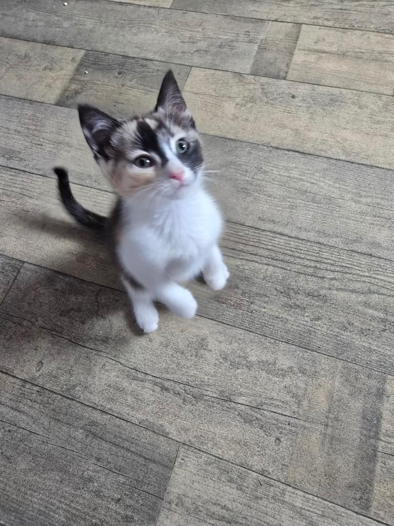 Kittens for sale 