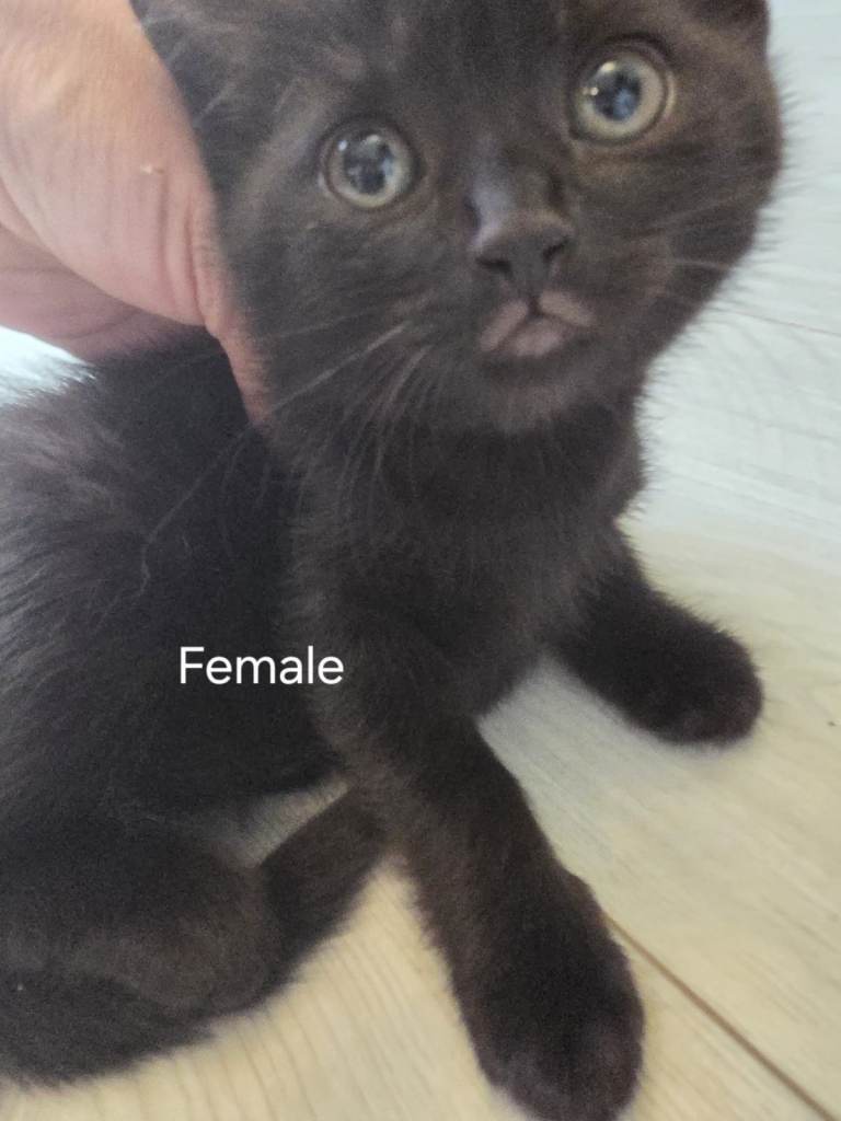 Kitten- black  ( the last one).