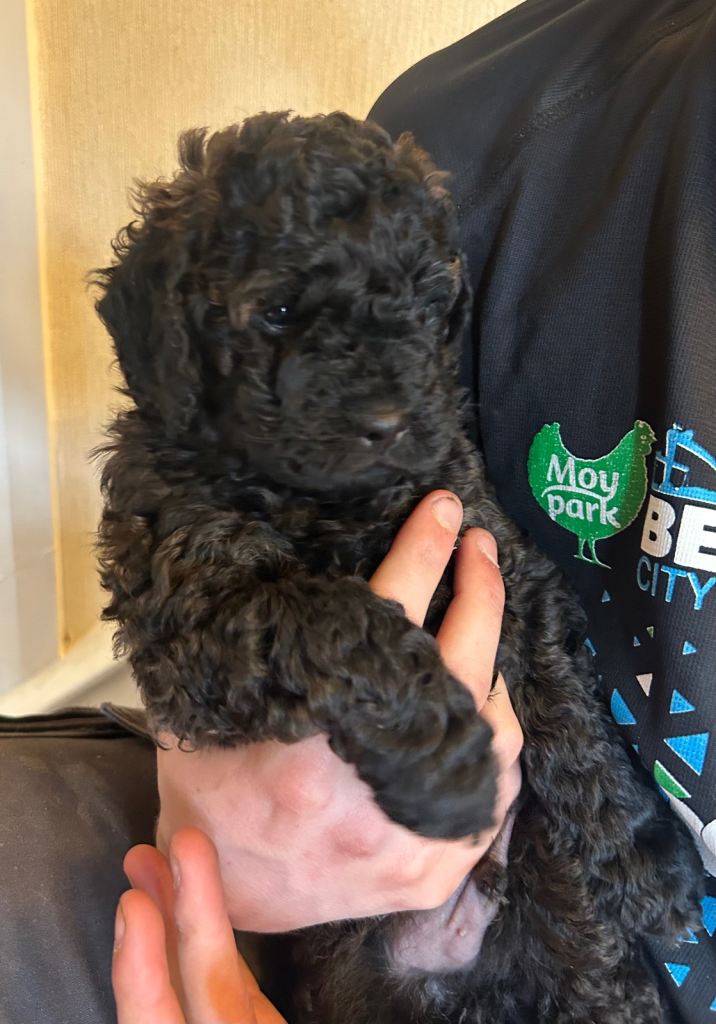 Miniature purebred poodles