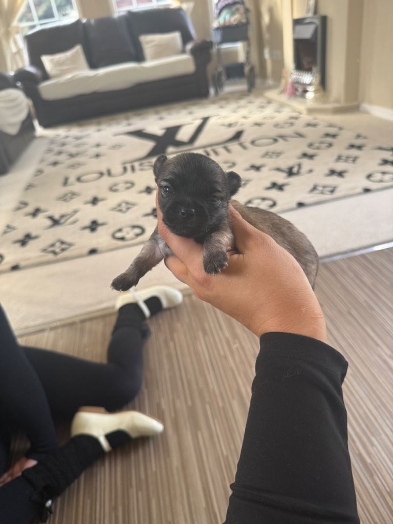 Chihuahua puppy’s 🐶 2 BOYS! 