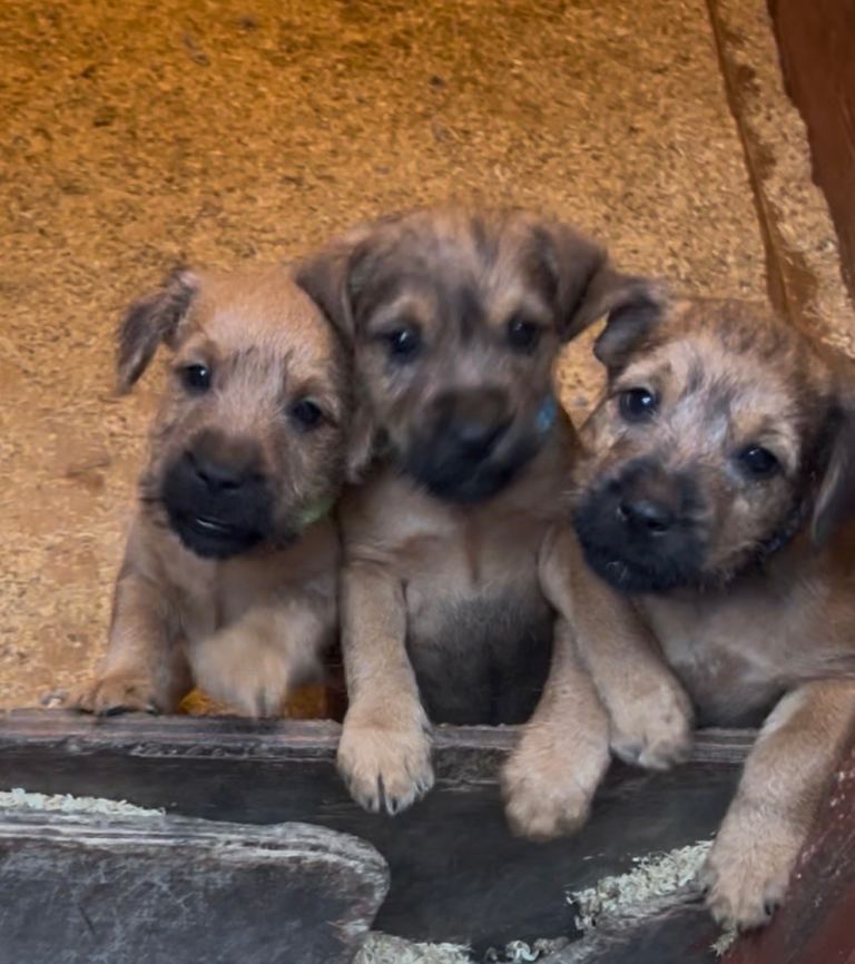 Jack Russell x Boarder Lakeland puppies 