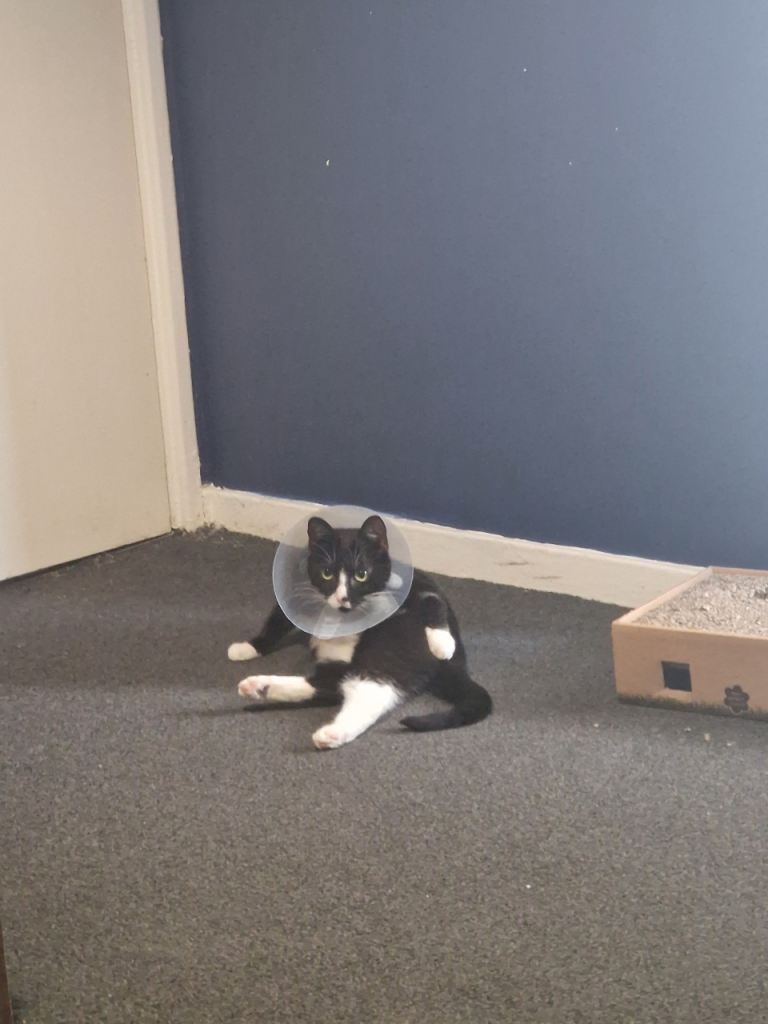 Rehome adult cat