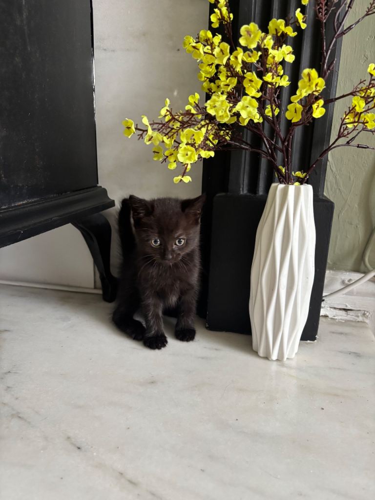 Three 8 week old male kittens 