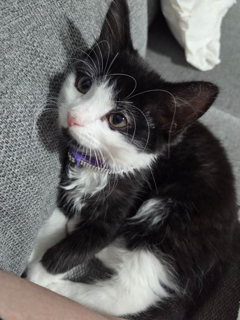 Black and white long hair kitten.