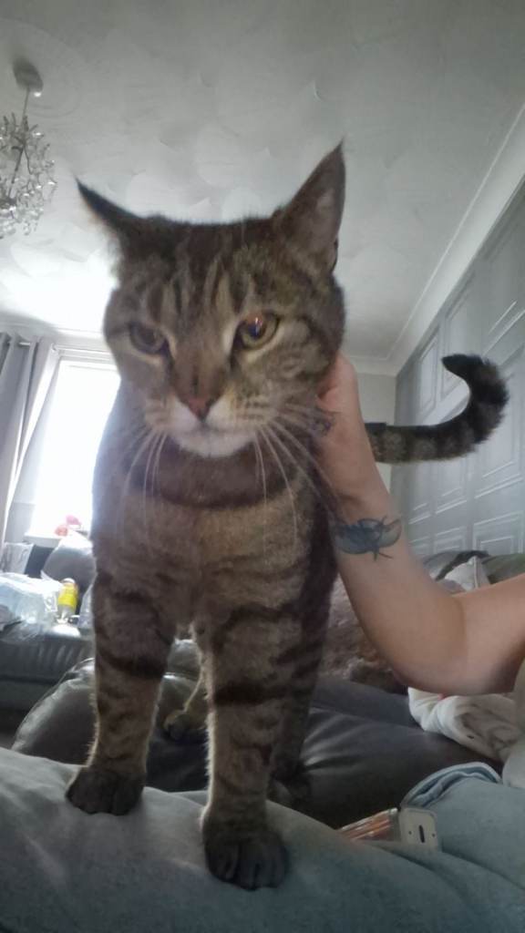 Tabby/bengal