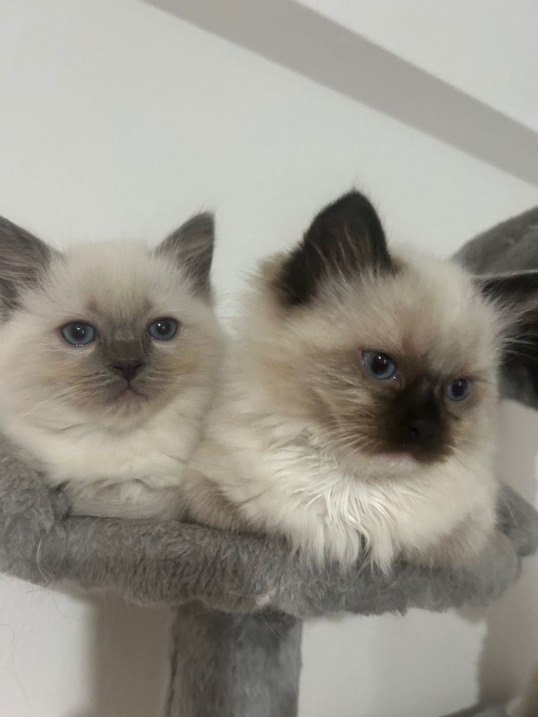 Magnificent Ragdoll kittens